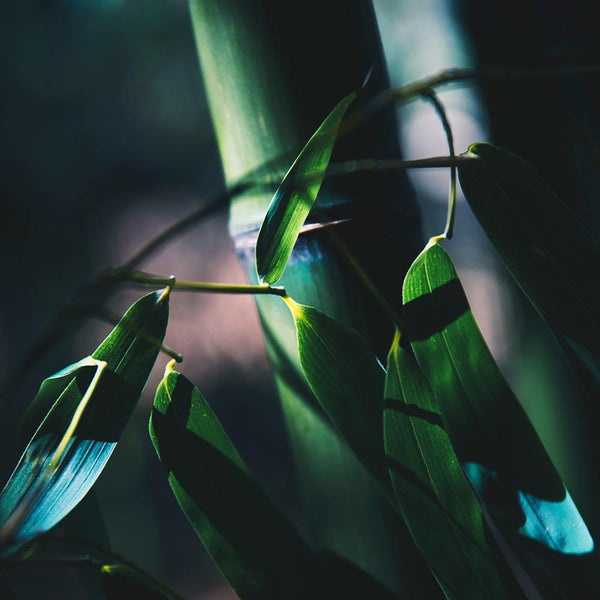 5 Dingen die je nog niet wist over bamboe