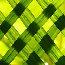 Waarom bamboe geen boomsoort maar een grassoort is