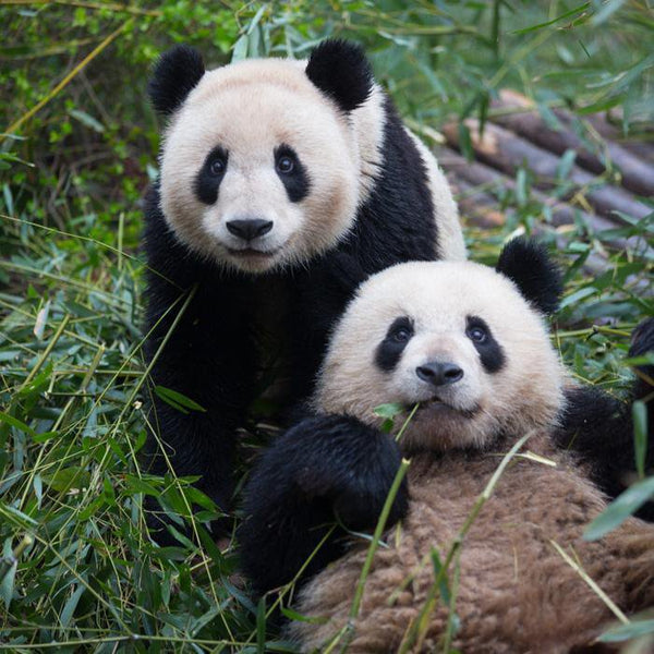 10 dingen die je nog niet wist over reuzenpanda’s