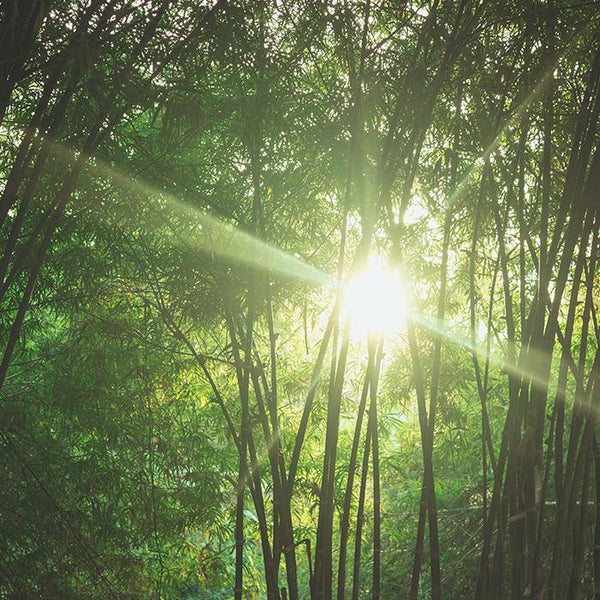10 redenen waarom bamboe de toekomst is